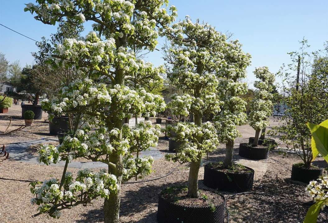 Watering new plants | Tendercare Nurseries