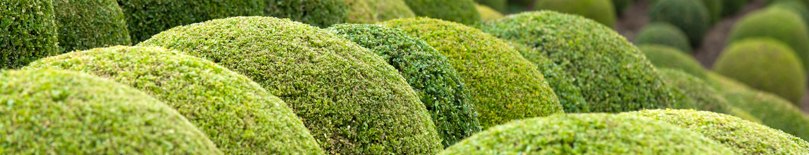 Buy topiary balls online | Tendercare UK