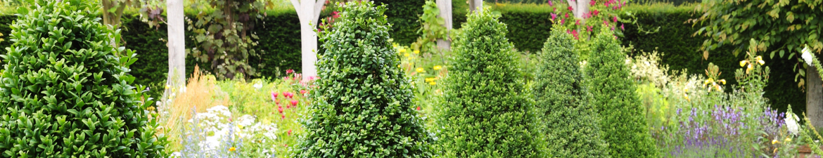 Buy topiary cones online | Tendercare UK