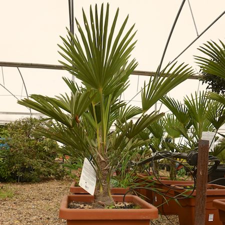 Order palms online | Tendercare Nurseries