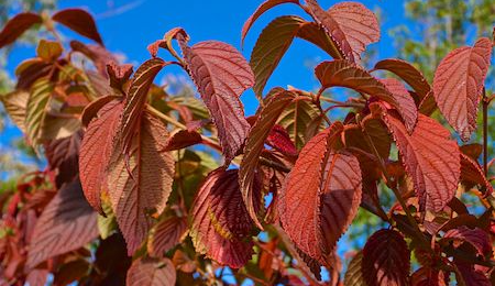 Mature ornamental shrubs | Order online @ Tendercare