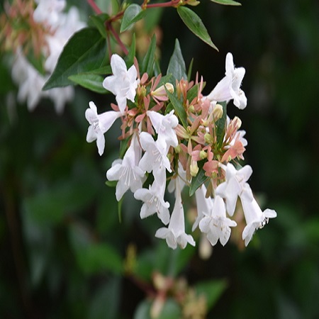 Abelia x gra. Compacta