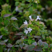 Abelia x gra. Kaleidoscope