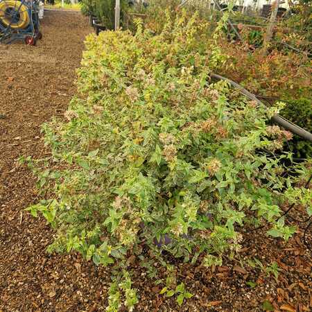 Abelia x gra. Sparkling Silver