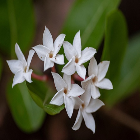 Abelia x grandiflora