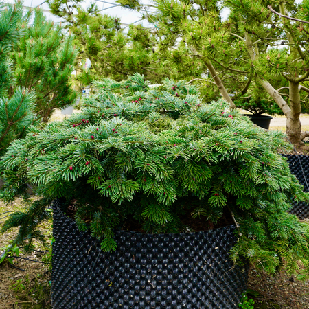 Abies amabilis Spreading Star - image 2