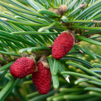 Abies amabilis Spreading Star - image 1