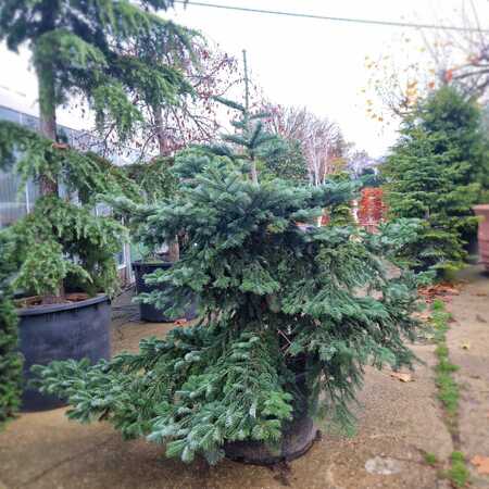 Abies amabilis Spreading Star - image 1