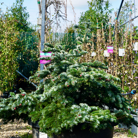 Abies amabilis Spreading Star - image 1