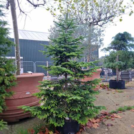 Abies nordmanniana | Order online @ Tendercare