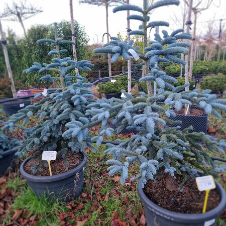 Abies procera Glauca