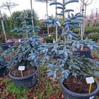 Abies procera Glauca