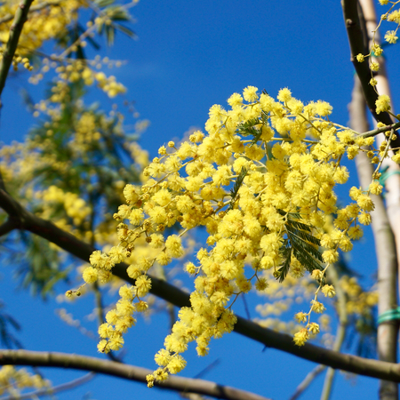 Acacia dealbata - image 1