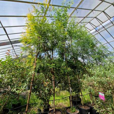 Acacia dealbata