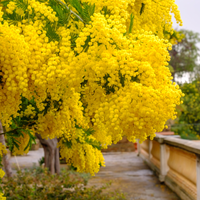 Acacia dealbata - image 3