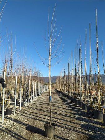 Acer campestre