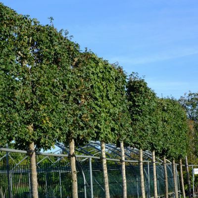 Acer campestre Elsrijk