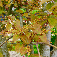 Acer davidii | Order online @ Tendercare UK