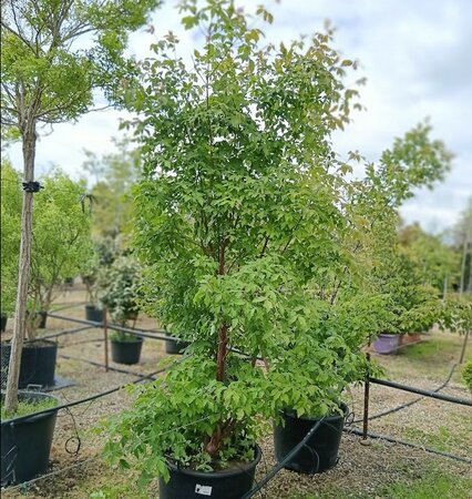 Acer griseum - image 1