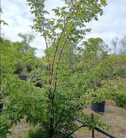 Acer griseum - image 2