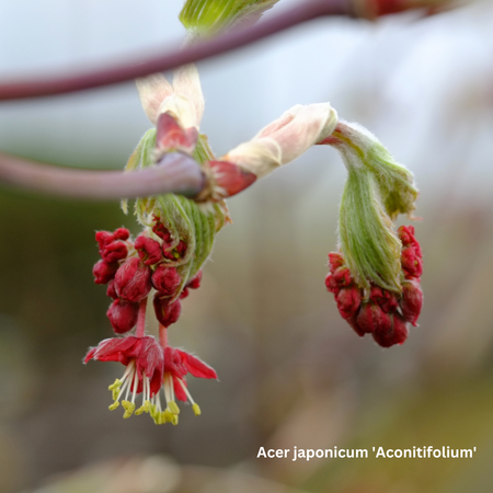 Acer japonicum Aconitifolium - image 2