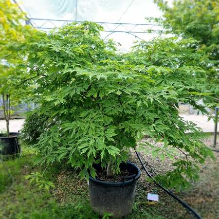 Acer japonicum Aconitifolium