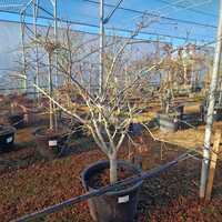 Acer japonicum Aconitifolium - image 2