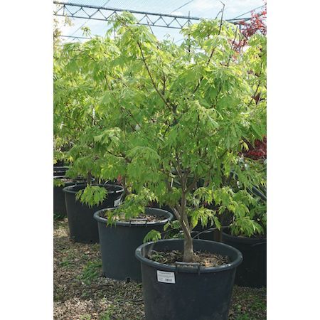 Acer japonicum Aconitifolium | Order online @ Tendercare