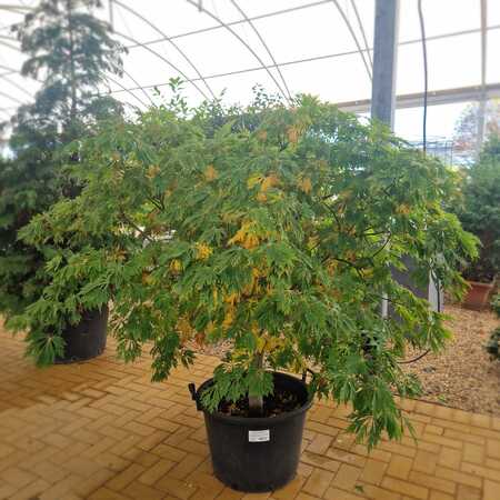Acer japonicum Aconitifolium