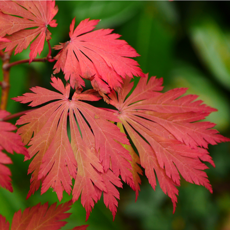 Acer japonicum Aconitifolium | Order online @ Tendercare
