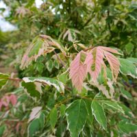 Acer negundo Flamingo