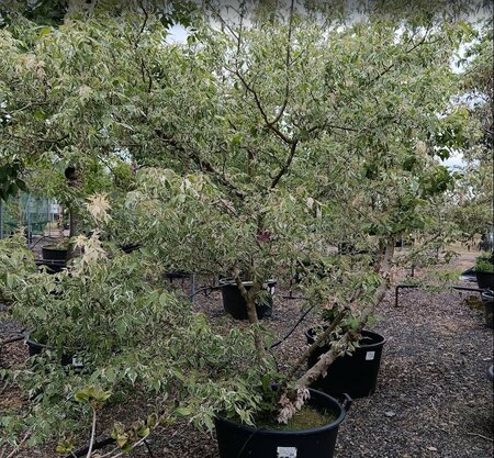 Acer negundo Flamingo