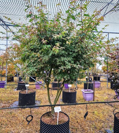 Acer pal. Asahi-zuru - image 2