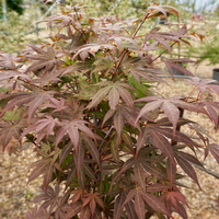 Acer Palmatum Atropurpureum | Order online @ Tendercare