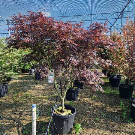 Acer pal. Atropurpureum
