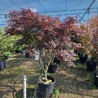 Acer pal. Atropurpureum