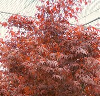 Acer pal. Atropurpureum