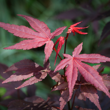 Acer Palmatum Atropurpureum | Order online @ Tendercare