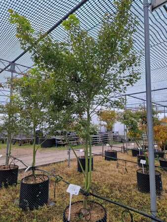 Acer pal. Aureum - image 2