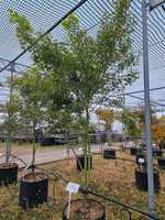 Acer pal. Aureum - image 2