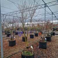 Acer pal. Aureum - image 3