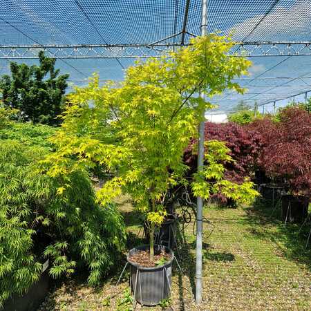 Acer pal. Aureum