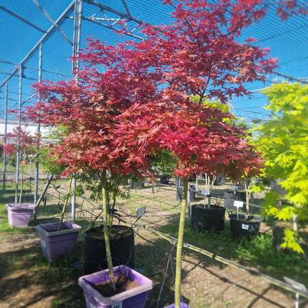 Acer pal. Beni-komachi - image 2