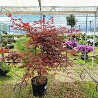 Acer pal. Bloodgood