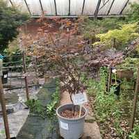 Acer pal. Bloodgood