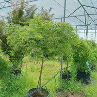 Acer pal. dis. Green Mist