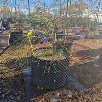 Acer pal. dis. Ornatum Low Graft - image 2