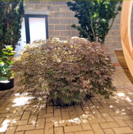 Acer pal. dis. Ornatum Low Graft