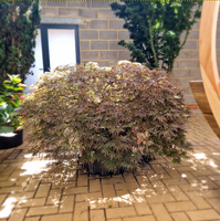 Acer pal. dis. Ornatum Low Graft