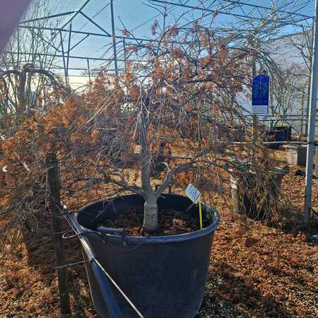 Acer pal. dis. Paucum - image 2